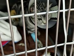 -瑞鹏宠物医院·夜间急症·心超·猫科(祖庙分店)