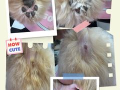 -Oh My Dog宠物沙龙(伊珊娜皮毛护理店)