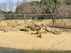 -常州淹城野生动物世界