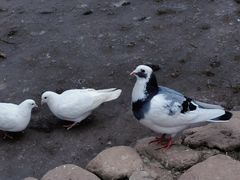 -栾川竹海野生动物园