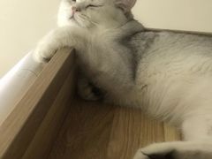 -瑞鹏宠物医院·骨科·猫科·内科(第一中心)