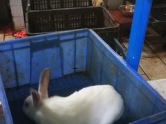 -温江公平红烧兔(总店)