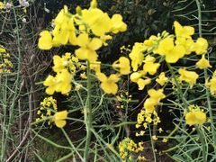 -南汇水蜜桃采摘(大团店)