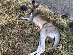-可伦宾野生动物保护区