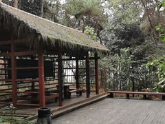 -铁山坪森林公园