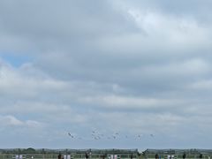 -盐城丹顶鹤湿地生态旅游区