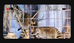 -酷嗒动物文化乐园(cutezoo西溪乐天城店)