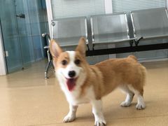 -瑞派·关忠动物医院·猫专科·犬专科(三环新城店)