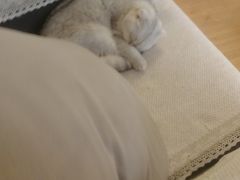 -MOYOYO猫咪咖啡店