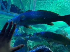 -悉尼海洋生物水族馆