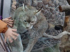 -青藏高原野生动物园