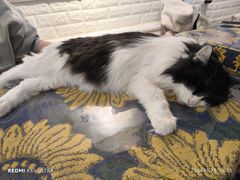 -平行世界·猫咖(首经贸店)