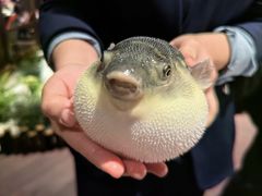 -肆月河豚·淮扬菜·湘菜(华天店)