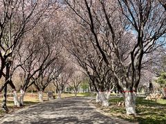 -石家庄市植物园
