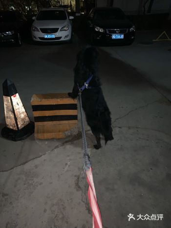 拉出去放风的时候像脱缰大野驴 唯独奶奶遛的时候比较乖