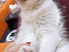 -糯米喵星人总部直营旗舰店·猫舍·幼猫出售