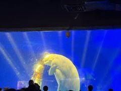 -海合安武汉极地海洋公园