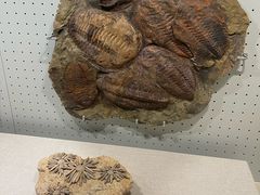 -辽宁古生物博物馆