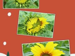 -松山湖梦幻百花洲