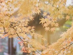 -西湖游船