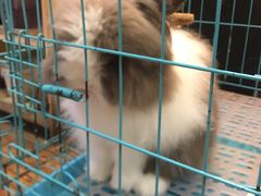 -志龙皇冠吃货椰子铺