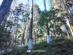 -莫干山风景区