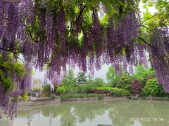 -嘉定紫藤园