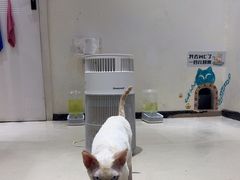 -藏猫猫咖啡主题馆(中央大道店)