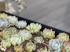 -北马山庄植趣咖啡