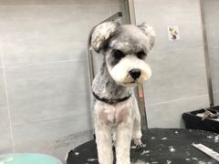 -宠福鑫康馨动物医院·骨科·眼科