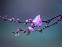 -香雪海