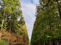 -东平国家森林公园