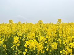 -三圣花乡旅游区