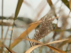 -北京麋鹿生态实验中心