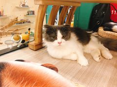 -飞行喵MR PILOT|猫舍·猫咖(静安大融城店)