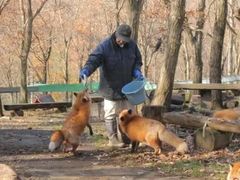 -宫城藏王狐狸村