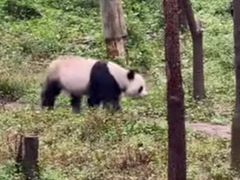 -中国大熊猫保护研究中心雅安碧峰峡基地