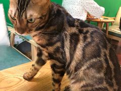 -李小姐の猫咖啡馆(五角场店)