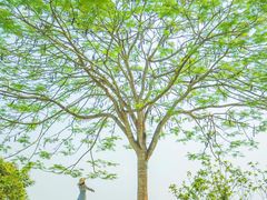 -中国科学院西双版纳热带植物园