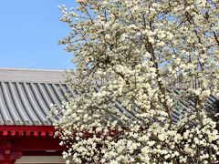 -大慈恩寺(大雁塔)