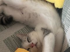 -博特宠物医院24h犬猫全科.骨科·异宠