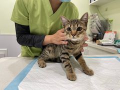 -艾吉宠物医院·疑难杂症转诊中心·猫友好(碧江路院)