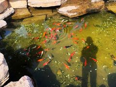 -羊亭河湿地公园