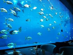 -瑞德姆美人鱼海底演艺主题餐厅(亚龙湾店)