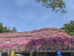 -深圳仙湖植物园