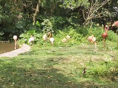-深圳野生动物园