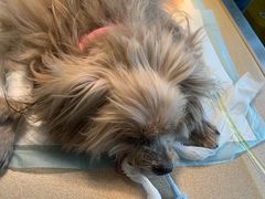 -安安宠医·安宠宠物医院