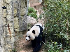 -东莞香市动物园