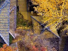 -遵化市禅林寺古银杏风景园
