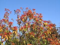 -春花秋色城市公园